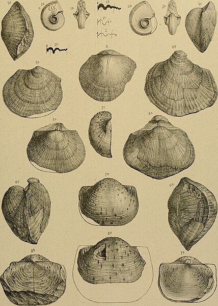 File:Beiträge zur Paläontologie und Geologie Österreich-Ungarns und des Orients - Mitteilungen des Geologischen und Paläontologischen Institutes der Universität Wien (1898-1900) (20337524486).jpg