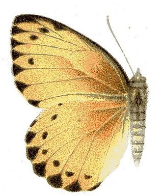 <i>Belenois thysa</i> Species of butterfly