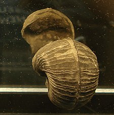 Fossilized shell of the Silurian-Early Triassic mollusc Bellerophon Bellerophon umbilicalis.jpg