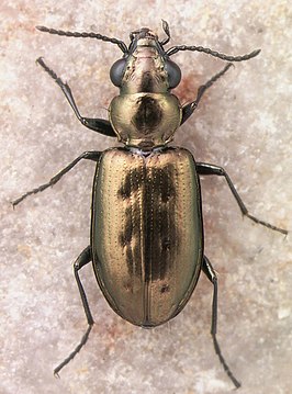 Bembidion sexfoveatum