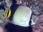 Bep chaetodon decussatus.jpg