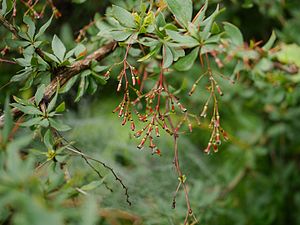 Berberis chitria Buch.-Ham. ex Lindl. (7763780830).jpg