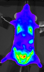 Infected mouse, with P. berghei in the lungs, spleen and adipose tissue. Transgenic parasites are visualized by their expression of the bioluminescent reporter protein Luciferase Berghei 03.png