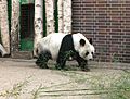 Großer Panda „Bao Bao“ im Zoologischen Garten Berlin.
