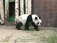 Großer Panda Bao Bao im Zoo Berlin