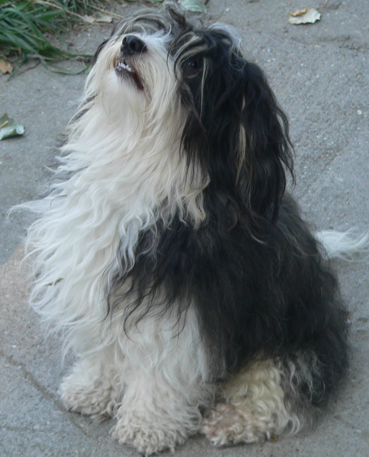 bichon havanese