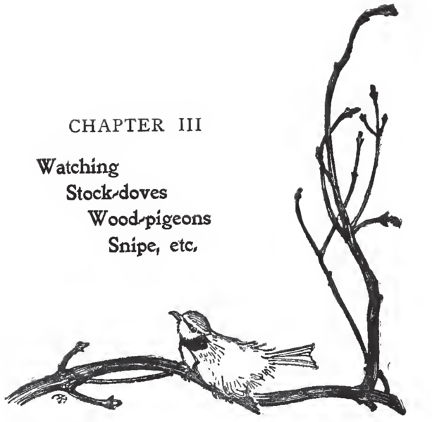 File:Bird Watching (Selous) - Chapter 3 - Illustration 1.png