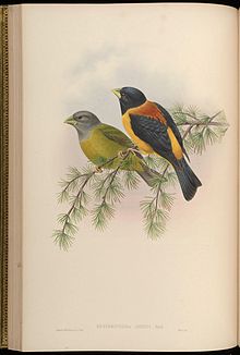 John Gould's illustration. BirdsAsiaJohnGoVGoul 0100.jpg