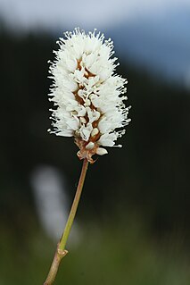 <i>Bistorta bistortoides</i> species of plant