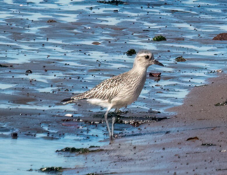 File:Black-bellied plover (61259).jpg