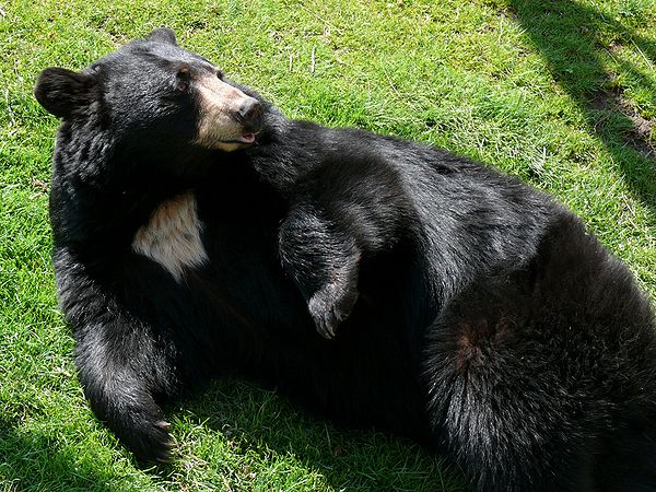 Some individuals may develop a white "crescent moon" blaze on the chest. This white blaze, which is constant in Asian black bears, occurs in only 25% 