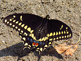 Papilio polyxenes (black swallowtail) Adult male, dorsal view.