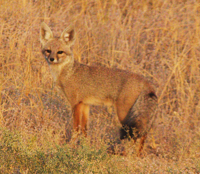 File:Black tailed fox (Bengal Fox) at Desert NP (cropped).jpg