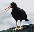 Blackoystercatcher01.jpg