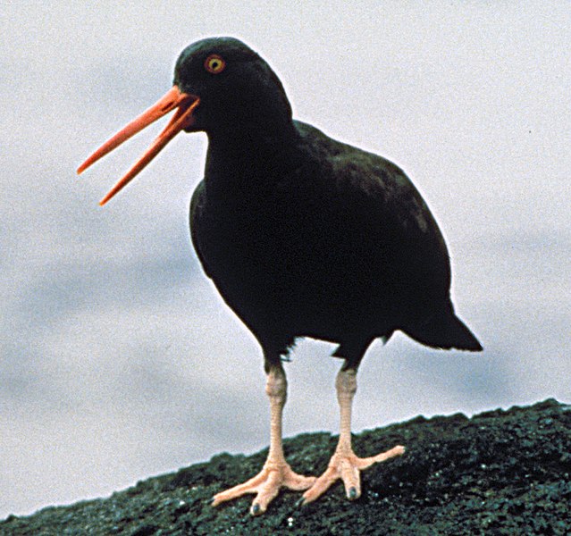 File:Blackoystercatcher01.jpg