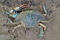 Callinectes sapidus