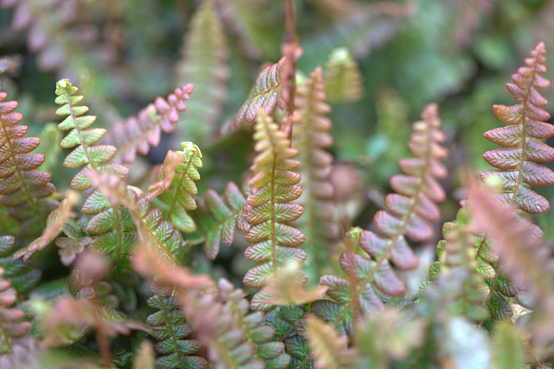 File:Blechnum penna-marina 04.jpg