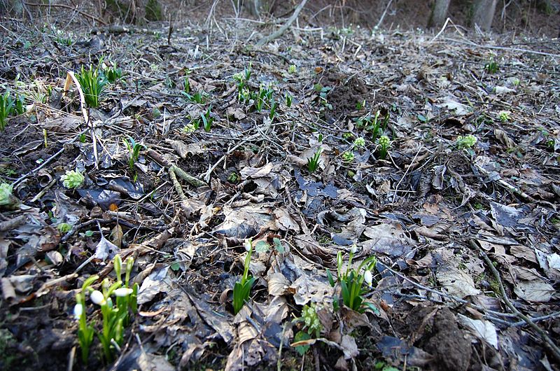 File:Bledule jarní (Leucojum vernum)7.JPG