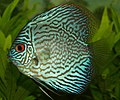 Блакитний Дискус (Symphysodon discus)