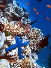 Coral reefs have significant marine biodiversity. Blue Linckia Starfish.JPG