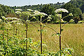 * Nomination Heracleum mantegazzianum near the Ruhr --Mbdortmund 21:02, 24 June 2009 (UTC) * Promotion OK. Lycaon 10:50, 27 June 2009 (UTC)