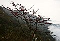 Asiatischer Kapokbaum (Bombax ceiba)