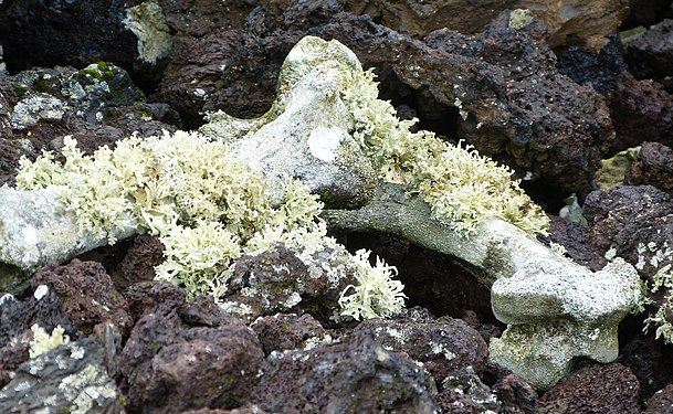 Bones found in lava terrain on the island of Lanzarote