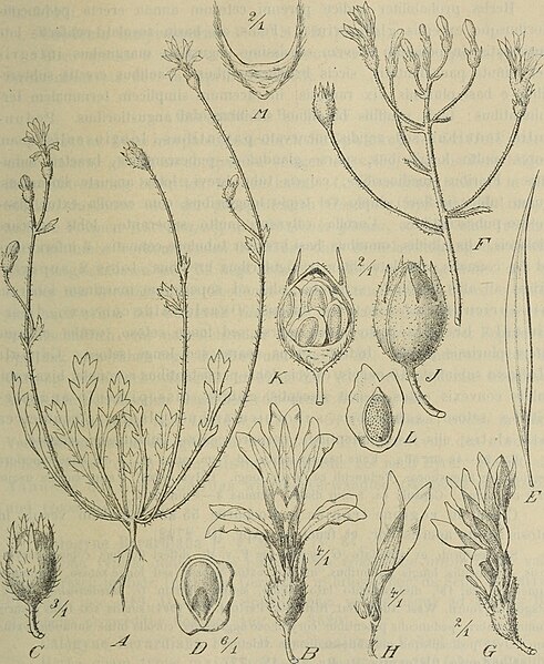 File:Botanische Jahrbücher für Systematik, Pflanzengeschichte und Pflanzengeographie (1904) (20214903430).jpg