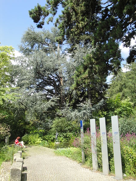 File:Botanischer Garten Bern DSC04032.jpg