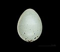 Pyrrhula erythaca (Grey-headed Bullfinch) egg