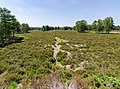 * Nomination Heath in the forest “Brachter Wald” in Brüggen --Carschten 10:54, 1 July 2020 (UTC) * Promotion Good quality -- Spurzem 11:14, 1 July 2020 (UTC)