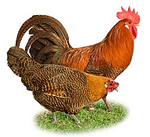 Chickens Gallus gallus domesticus, from Asia, introduced in the rest of the world Braekel.jpg