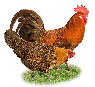 Braekel breed of chicken