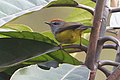 Broad-billed warbler