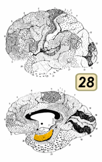 Brodmann area 28