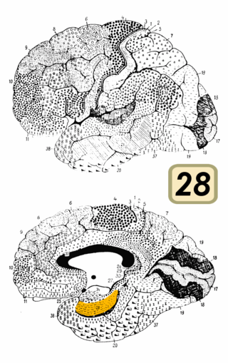 <span class="mw-page-title-main">Brodmann area 28</span> Subdivision of the cerebral cortex
