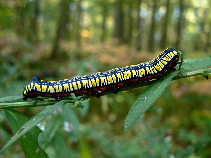 File:Brown Hooded Owlet caterpillar.jpg