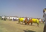 Thumbnail for File:Buffalo fight in Chaugaon.jpg