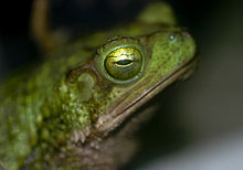 These toads have a vertically slit pupil on an otherwise green eye.