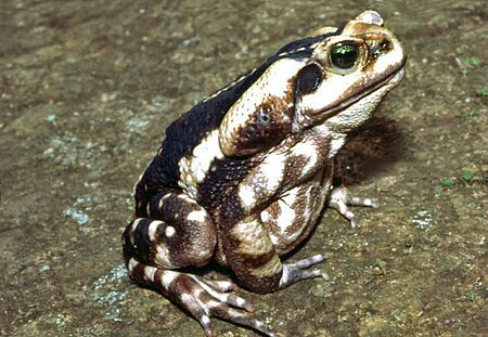 Tập_tin:Bufo_ictericus.jpg