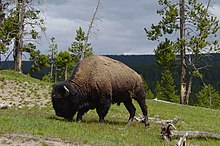 Bison Bull Bison in Mud Volcano Area.JPG