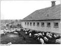 Bundesarchiv Bild 183-33657-0003, Berlin-Marzahn, Schweinemaststall.jpg