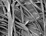 Cotton fibers viewed under a scanning electron microscope