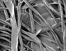 Cotton fibers viewed under a scanning electron microscope C21a.jpg