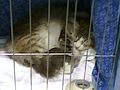 Siberian cat sleeping in its cage at the 2008 CFA International Cat Show in Atlanta.