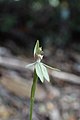 Caladenia chlorostyla New Zealand - Marlborough Havelock