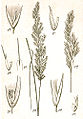 Calamagrostis spp Sturm16.jpg