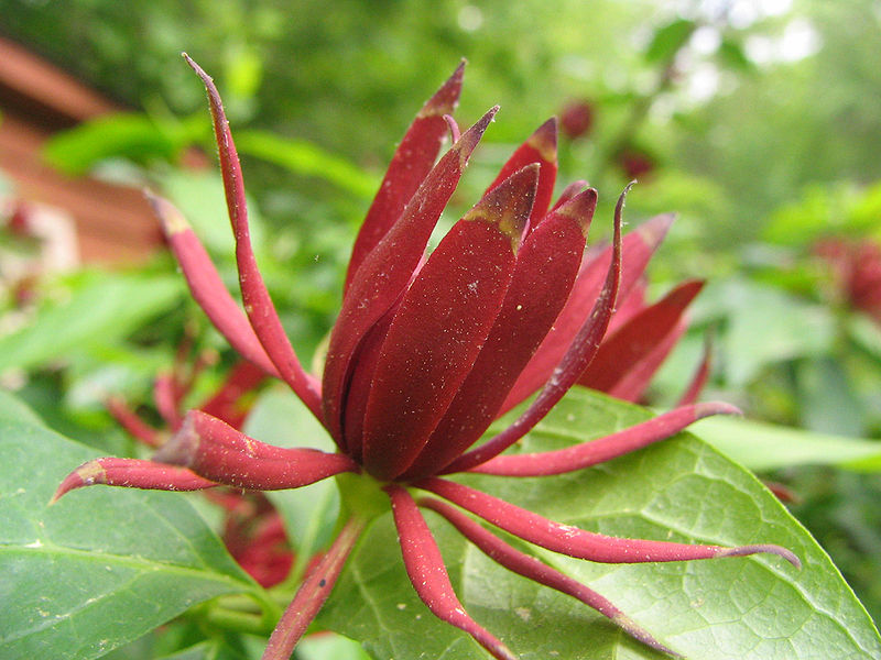 File:Calycanthus floridus - sweet shrub - desc-flower.jpg