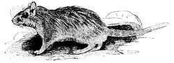 Cambridge Natural History Mammalia Fig 236.jpg