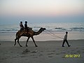 Camel Ride in the evening at Shiroda beach - panoramio.jpg